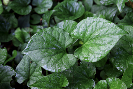 Houttuynia cordata Thunb or Plu Kaow in the gardenの写真素材