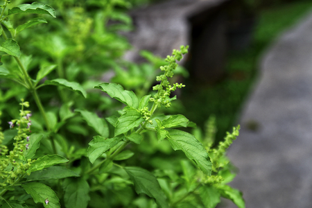 Holy basil or Sacred basil (Ocimum tenuiflorum L.) in the gardenの写真素材