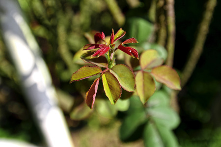 Rose leaves on treeの写真素材