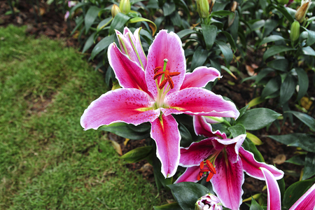 Pink lily flowerの写真素材