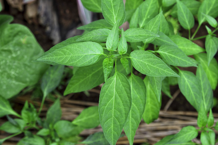 Chilli tree in gardenの写真素材