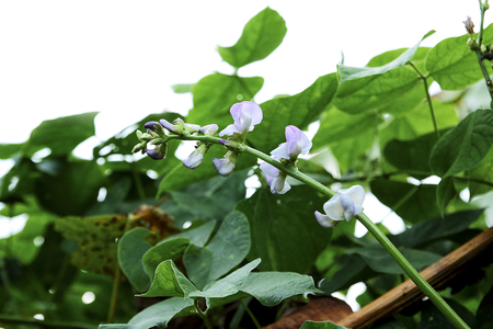 Hyacinth bean or Lablab purpureus (L.)の写真素材