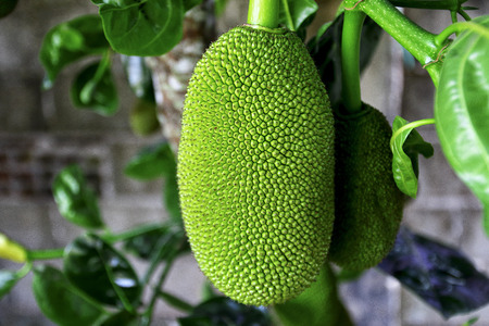 Jack fruit on treeの写真素材