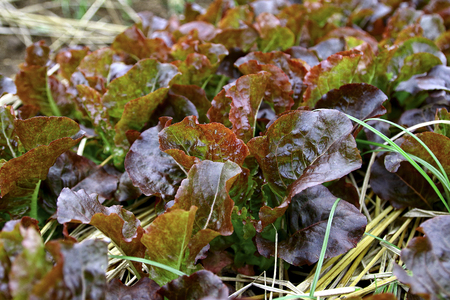 Red oak lettuce in farmの写真素材