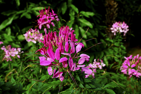 Pink spider flower or Cleome hassleriana in the gardenの写真素材