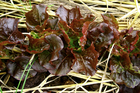 Red oak lettuce in farmの写真素材