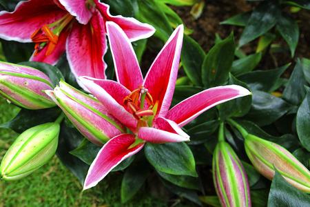 Pink lily flowerの写真素材
