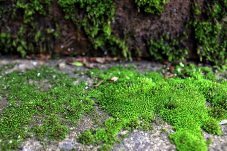 Moss in garden close upの写真素材
