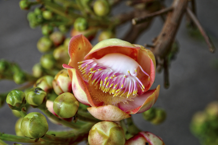 Shorea robusta or Cannonball flowerの写真素材