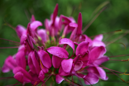 Pink spider flower or Cleome hassleriana in the gardenの写真素材