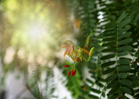 Tamarind flowers or Tamarindus indica flowersの写真素材
