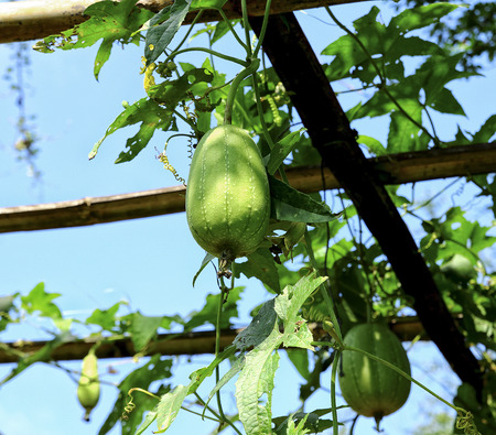 Luffa gourd or Luffa cylindrica plant in gardenの写真素材