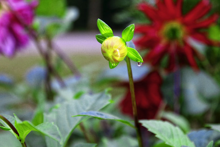 Dahlia flowers in gardenの写真素材