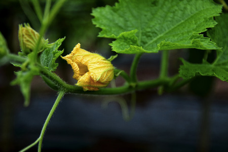 Winter melon flower in gardenの写真素材