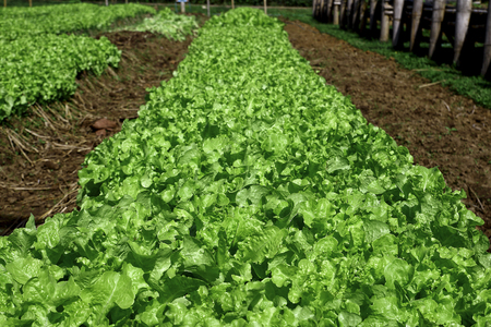Green oak lettuce in the agriculture farmの写真素材