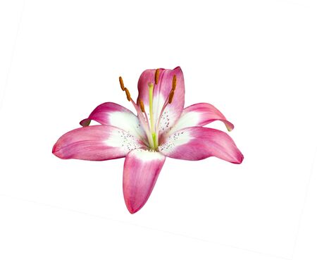 pink lily isolated on white backgroundの写真素材