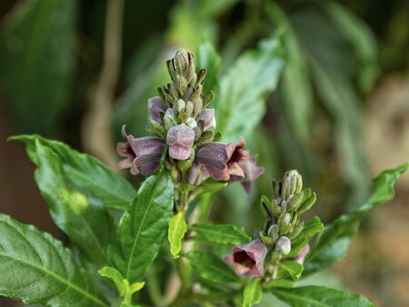 Flower of barleria strigosa Willd (acanthaceae) herb in gardenの写真素材