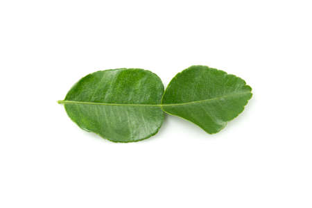 Leaf of bergamot or kaffir lime isolated on white backgroundの写真素材