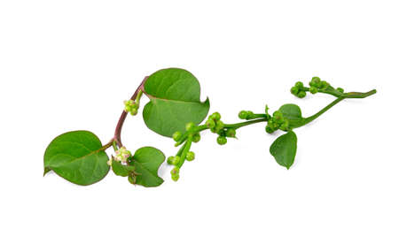 Ceylon spinach or Malabar spinach isolated on white backgroundの写真素材