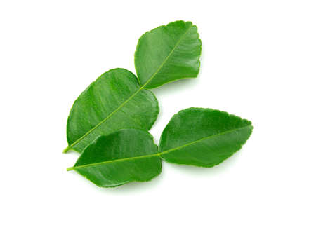 Leaves of bergamot or kaffir lime isolated on white backgroundの写真素材