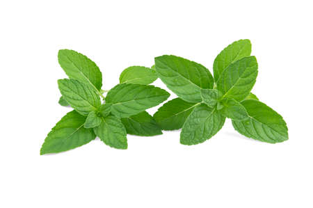 Fresh peppermint isolated on the white backgroundの写真素材
