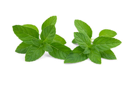 Fresh peppermint isolated on the white backgroundの写真素材