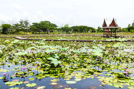 Thailand pavilion beside a lotus pondの写真素材