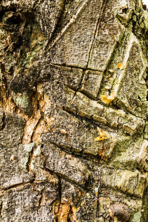 Tree bark textureの写真素材