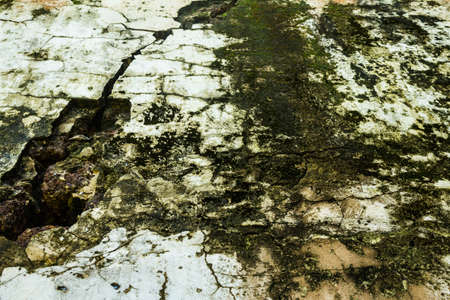 Cracked old wall with mossの写真素材