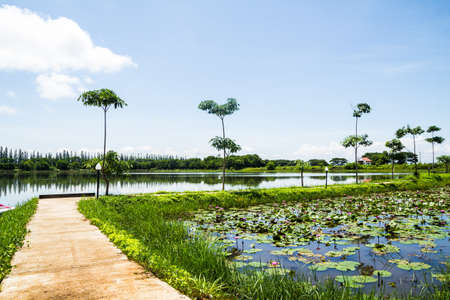 Pathway on lotus pondの写真素材