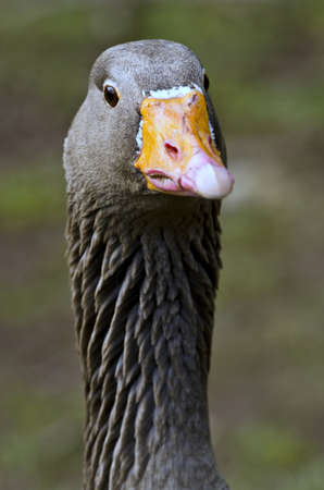 Male goose head with yellowish beak