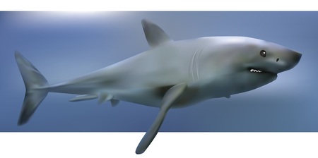 sharkのイラスト素材