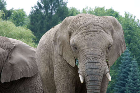 trip after zoological gardensの写真素材