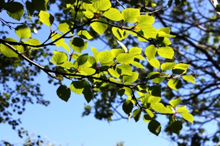 branch of birch trees with green leaves on the background of blue skyの写真素材