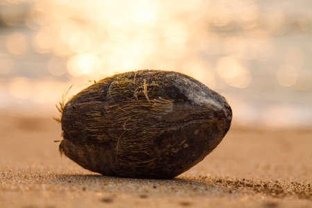 Coconut on sandy beach with sunset on backgroundの写真素材