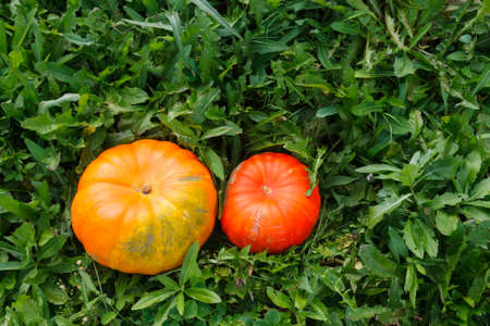 Two orange pumkins on green grass in a gardenの写真素材