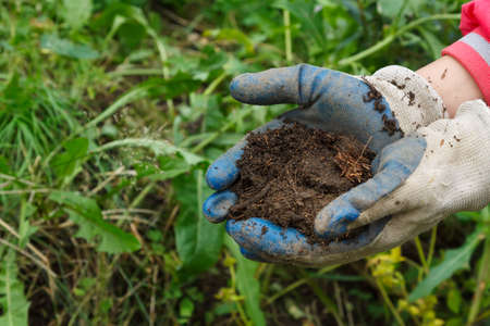 Hands in gloves with black soil on green grassの写真素材