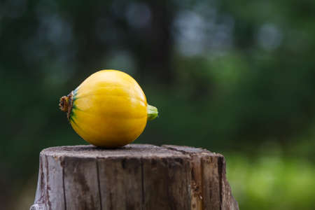 Yellow tiny pumpkin in forest on old wooden stumpの写真素材