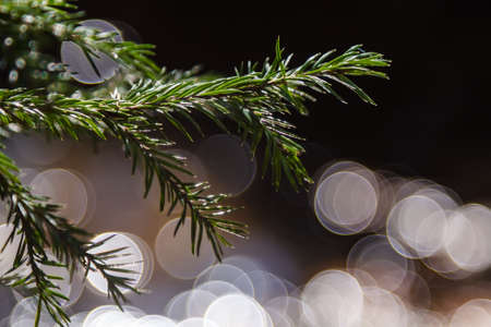 Green branch of christmas tree with round bokeh on backgroundの写真素材