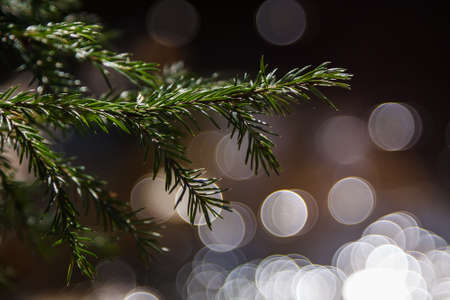 Green branch of christmas tree with round bokeh on backgroundの写真素材