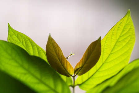 Few green leaves on blurred background in triangle formの写真素材
