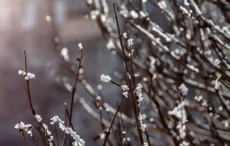 Brown twigs in bushes covered with hoarfrostの写真素材
