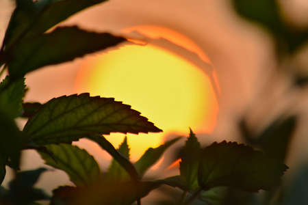 Leaves of a flower at sunsetの写真素材