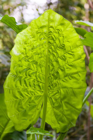 Green tropical leafの写真素材