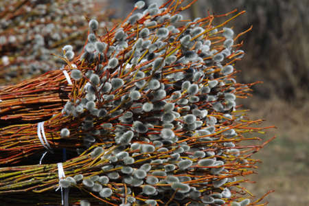 Pussy-willow bouquets in park at spring time