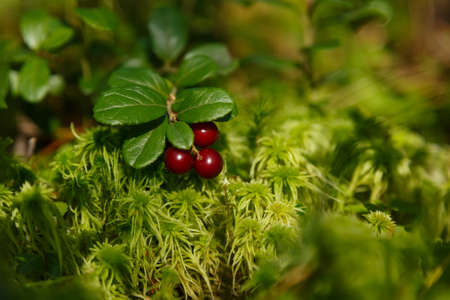 Red ripe bilberries in forest with green leaves of mossの写真素材