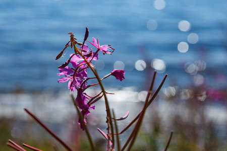 Willow herb flower with blue water on backgroundの写真素材