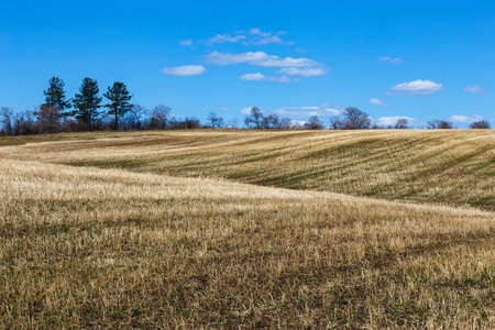 Field with trees and clouds in springの写真素材