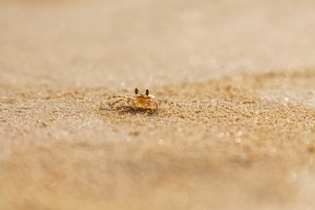 Tiny transparent brown crab crawling on a beachの写真素材