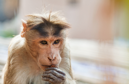 Adult monkey eating with a serious face